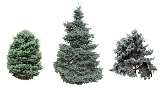 Spruce and fir blue.