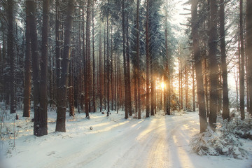 frosty winter landscape in snowy forest - obrazy, fototapety, plakaty