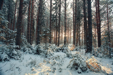 landscape snow trees dense forest in winter - Powered by Adobe