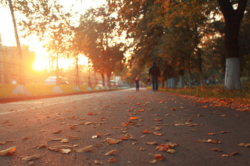 yellow leaves on an asphalt blurred urban background autumn