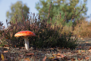 Fliegenpilz
