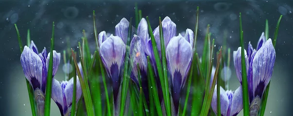 Crédence de cuisine en verre imprimé Crocus fleurs de crocus bleu printemps
