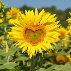 Une fleur de tournesol en forme de coeur