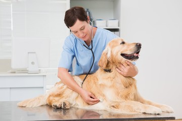 Veterinarian examining a cute dog with a stethoscope - obrazy, fototapety, plakaty