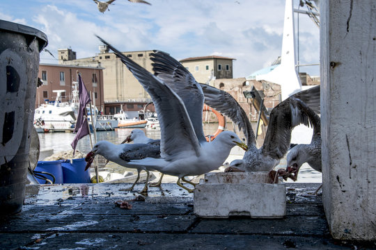 Gabbiani gli spazzini del mare