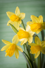 Daffodils.