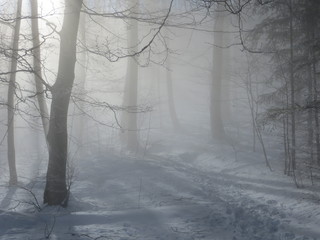 Mystische Stimmung im Winterwald