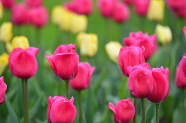Beautiful violet and yellow tulips in garden, on green colour