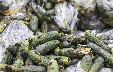 Piles of rotten cucumbers on the landfill