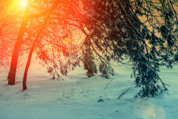Snowy pine forest at sunset