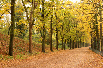 Beautiful countryroad