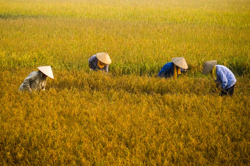 Farmers havesting on rice field