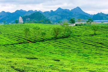 Tea hills in Moc Chau highland, Son La province in Vietnam