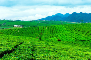Fototapeta premium Tea hills in Moc Chau highland, Son La province in Vietnam
