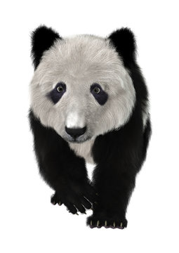 Fototapeta Panda Bear
