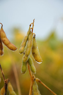 Soybean Wet By Rain.