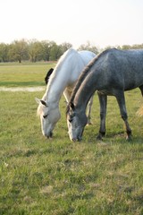 Naklejka na ściany i meble Horses grazing in the meadow