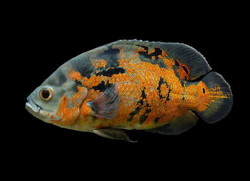 Oscar Fish Isolated Over Black