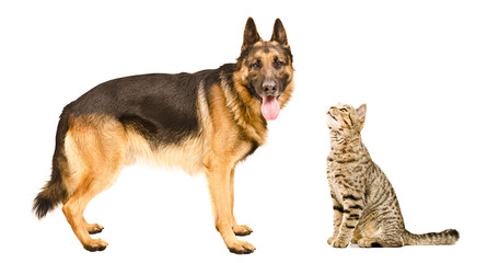 Dog breed German Shepherd  and curious cat Scottish Straight