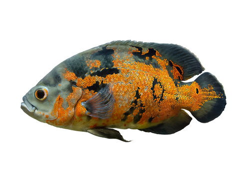 Oscar Fish Isolated Over White