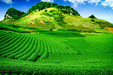 Tea hills in Moc Chau highland, Son La province in Vietnam