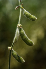 Soybean Pod Close-up.
