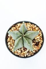 cactus in pots on White background.