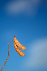 Soybean Pod Closeup.