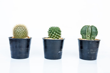 Fototapeta na wymiar cactus in pots on White background.