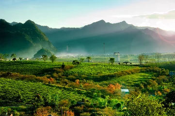 Crédence de cuisine en verre imprimé Colline Collines de thé dans les hautes terres de Moc Chau, province de Son La au Vietnam