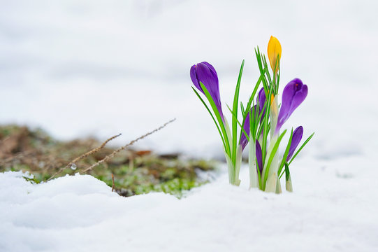 Delicate crocus flowers in the snow