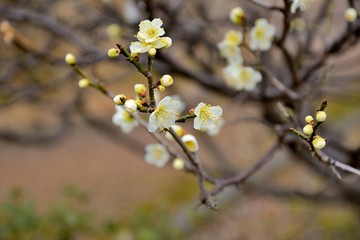 梅の花