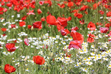 Red Poppy and chamomilla field