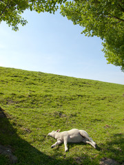 Spring image of a resting young lamb on a green meadow