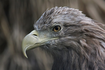 Bird of prey. Portrait of an eagle.