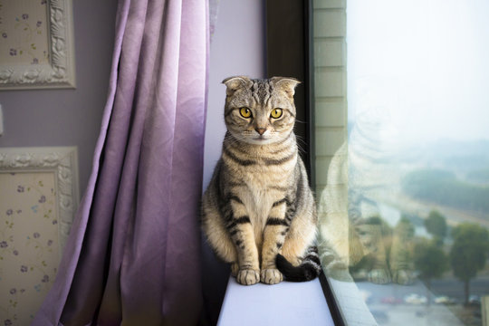 Beautiful Cat Sitting On A Window