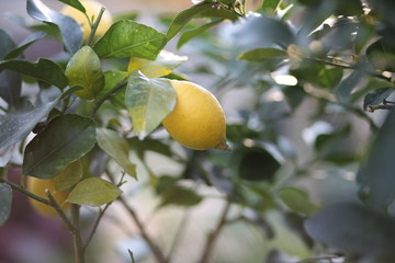 lemon hanging on the tree in the orchard