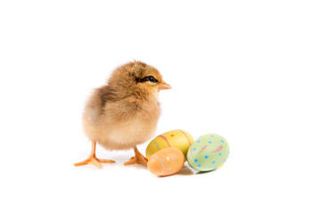 Easter Chicken, Easter Eggs on white background, Easter card