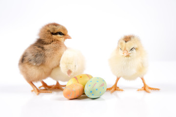 Easter Chicken, Easter Eggs on white background, Easter card