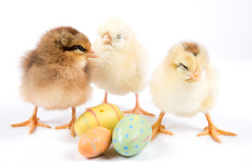 Obraz premium Easter Chicken, Easter Eggs on white background, Easter card