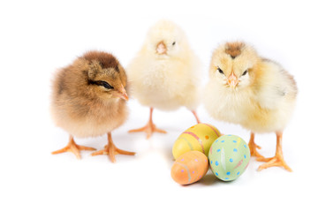 Obraz premium Easter Chicken, Easter Eggs on white background, Easter card