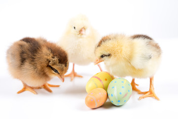 Fototapeta premium Easter Chicken, Easter Eggs on white background, Easter card