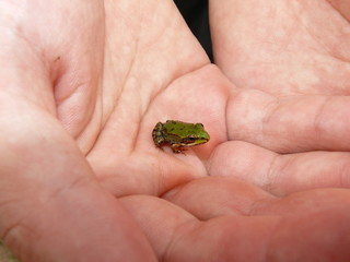 Kleiner Frosch
