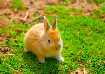 beautiful & cute small yellow rabit sitting alone
