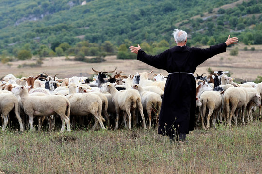 pastore e pecore