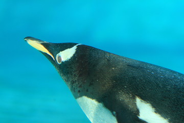 Gentoo penguin underwater