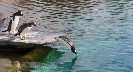 Foto op Plexiglas Gentoo-pinguïn © Alison Bowden