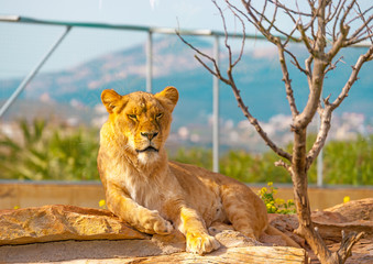 Fototapeta na wymiar pretty female lion lying and staring