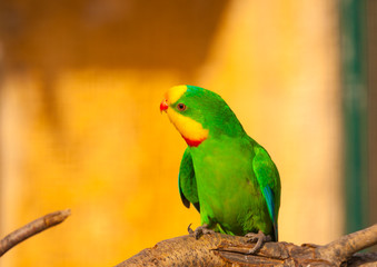beautiful colourful parrot (agapornis) or (love bird)