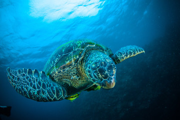 Obraz premium sea turtle swimming bunaken sulawesi mydas chelonia